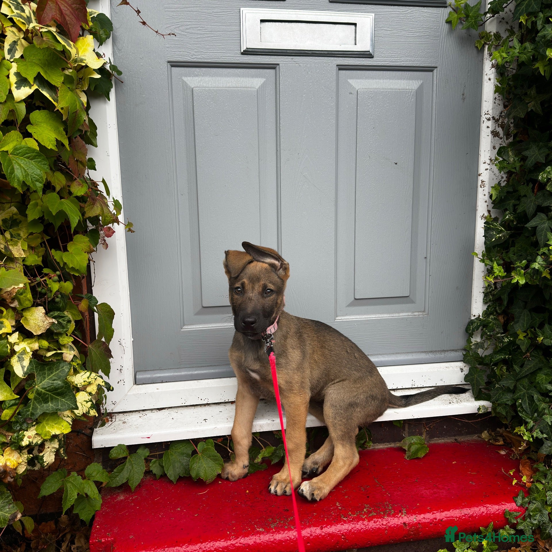 Mixed Breed dogs Puppy 9weeks  - Advert 4