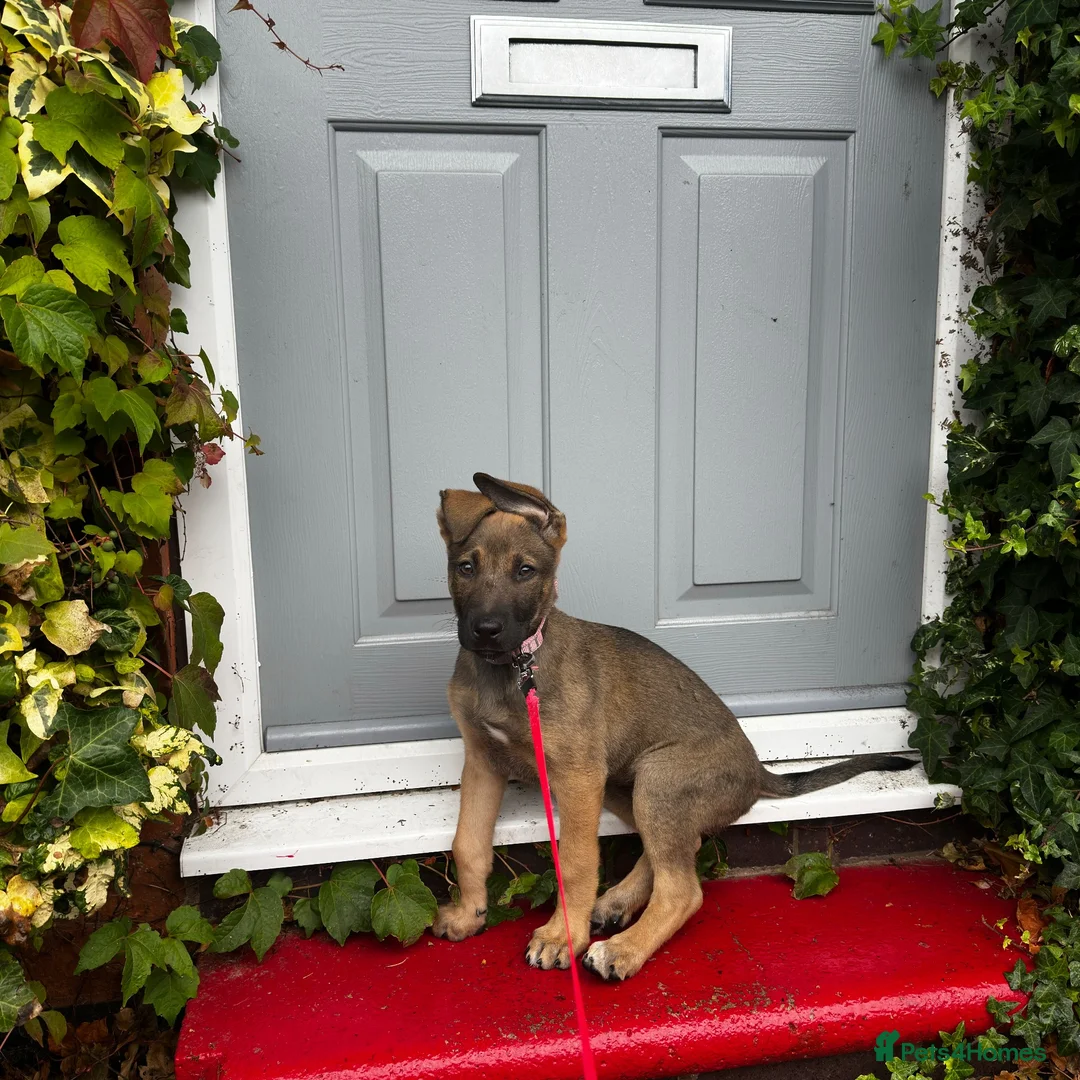 Mixed Breed dogs for sale: Puppy 9weeks  in Leicester - Advert 1