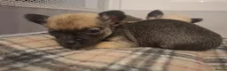 Chihuahua dogs for sale: 4 Tiny Apple head Chihuahuas  - Advert 5