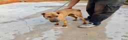 Mixed Breed dogs for adoption: Owner Dying - Dog in Pound  - Advert 2