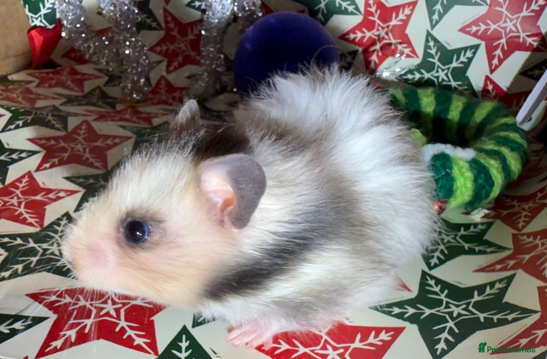 Hamster rodents for sale: Baby hamsters for sale - Advert 7