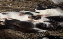 Domestic Shorthair cats for sale: semi long hair girl 9 weeks old/ price negotiable  - Image 3