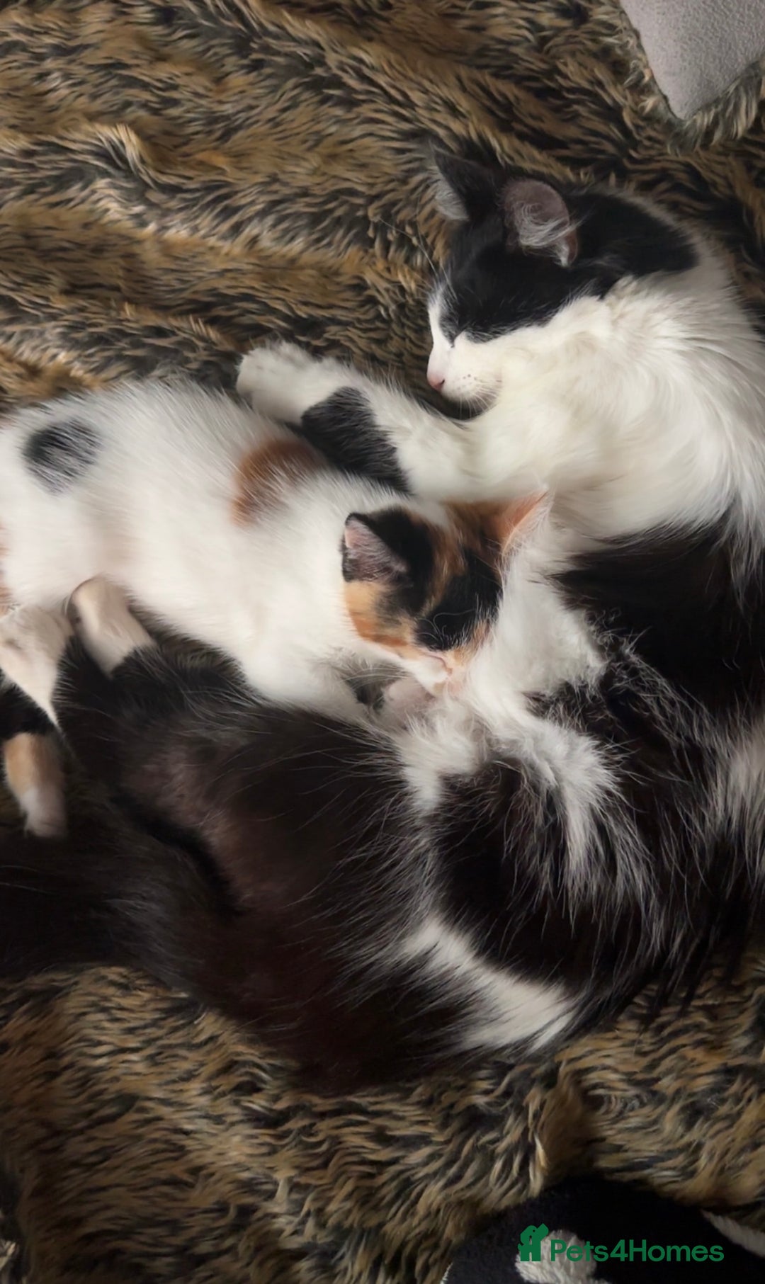 Domestic Shorthair cats for sale: semi long hair girl 9 weeks old/ price negotiable  - Image 3