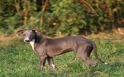 Whippet dogs for sale: Stunning quality blue whippets  - Image 2
