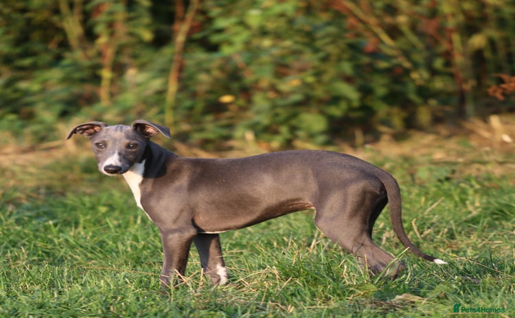 Whippet dogs - Advert 1