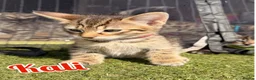 Savannah cats for sale: F4 Savannah Kitten’s original African bloodline - Advert 8