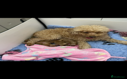 Toy Poodle dogs for sale: Teddy bear toy poodles  - Image 6