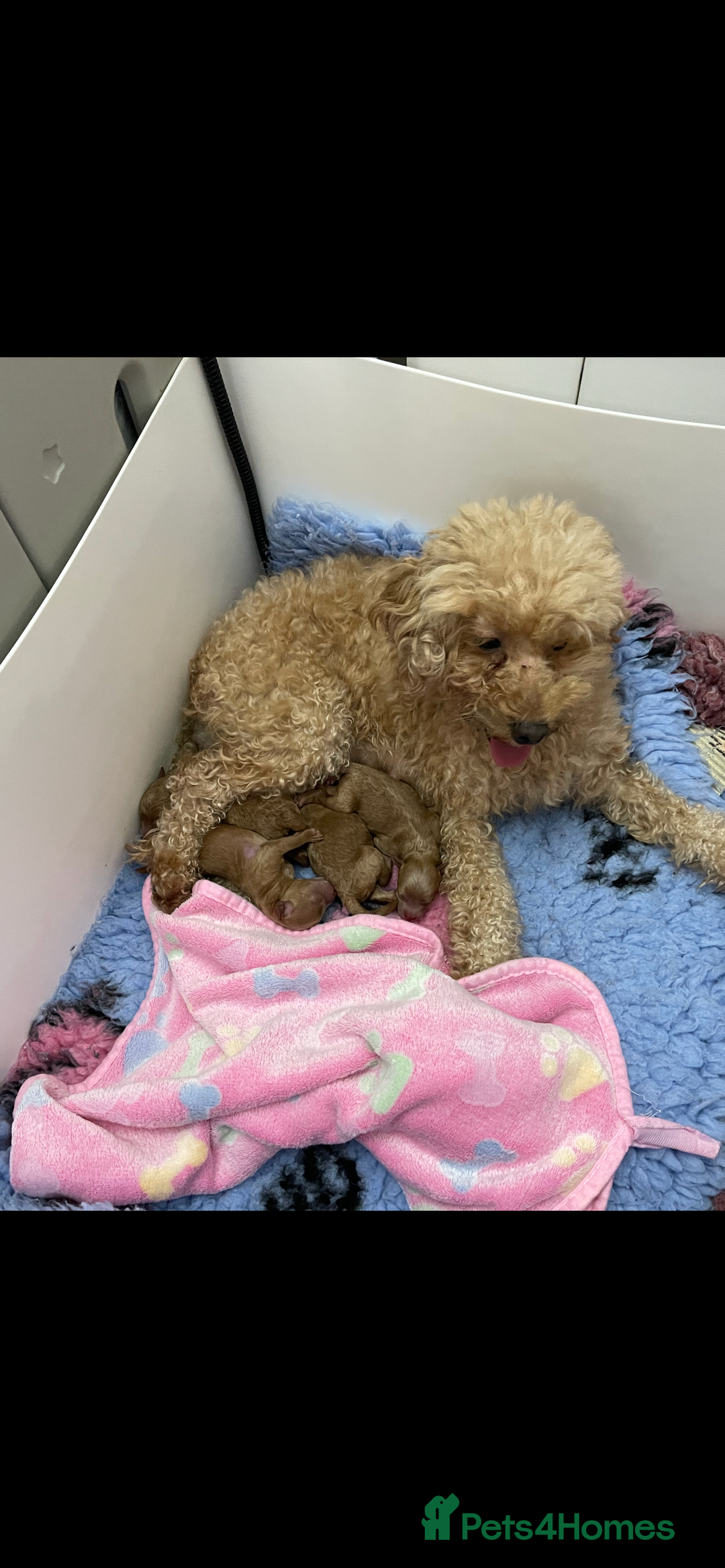 Toy Poodle dogs for sale: Teddy bear toy poodles  - Image 6