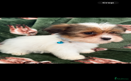 Shih Tzu dogs for sale: Shih tzu puppy’s  - Image 13