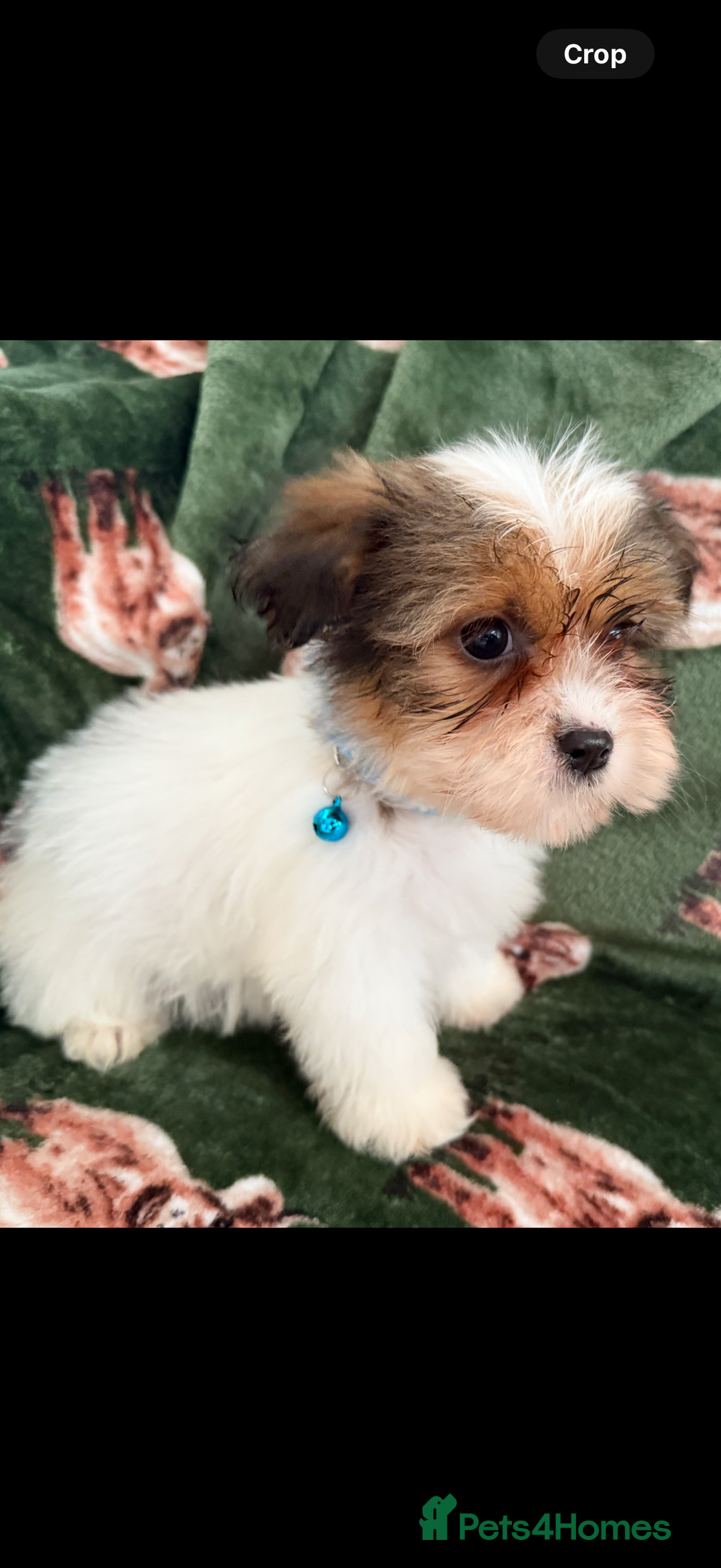 Shih Tzu dogs for sale: Shih tzu puppy’s  - Image 13