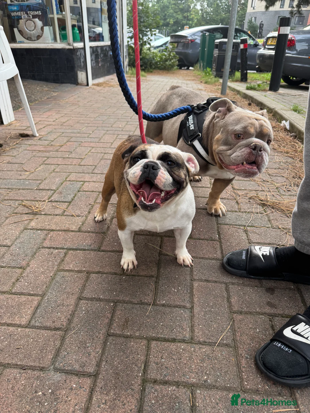 English Bulldog dogs for sale: Female miniature English bulldog  - Advert 4