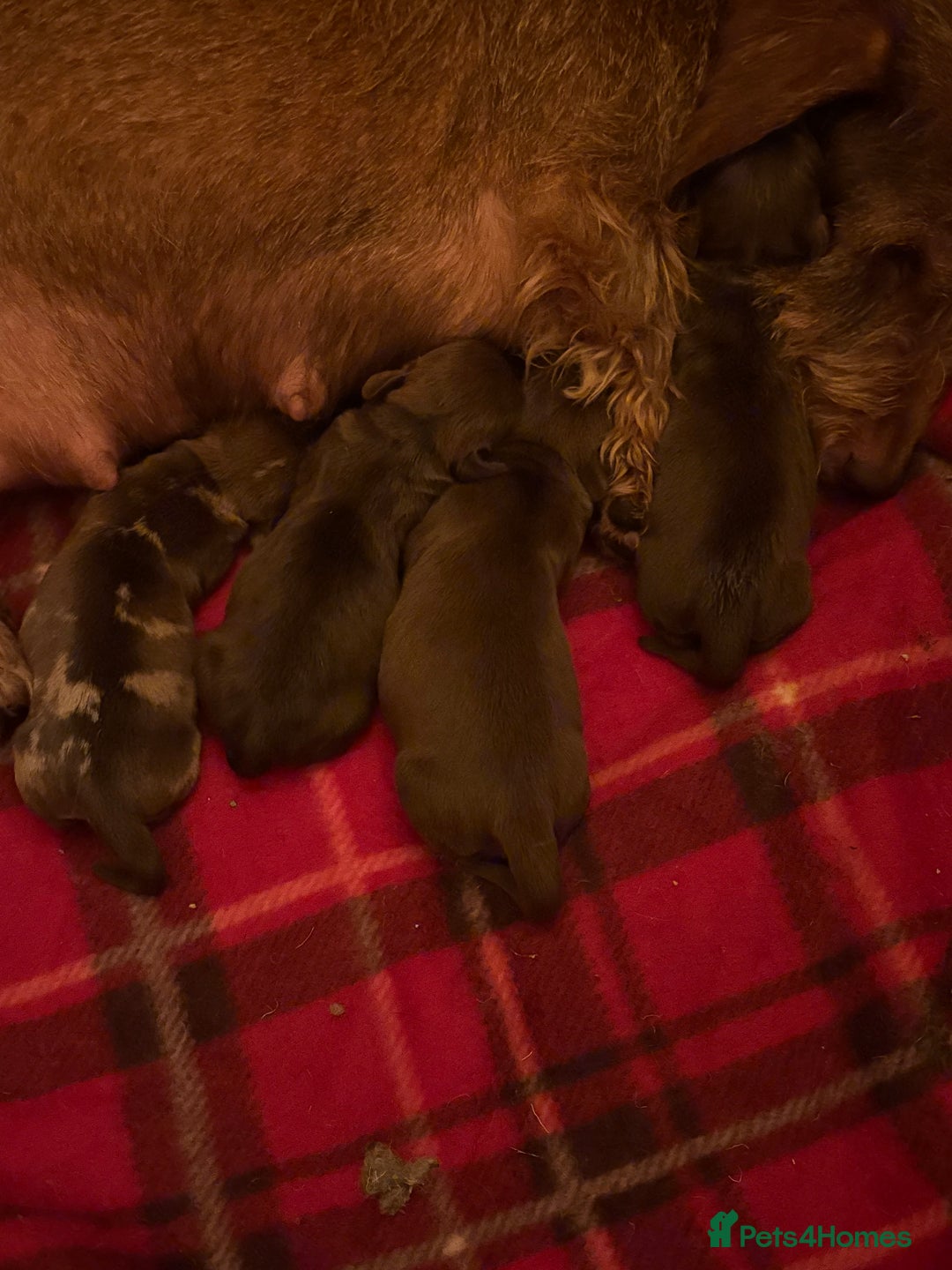 Dachshund dogs for sale: Kc miniature wire hair dachshunds  - Advert 8