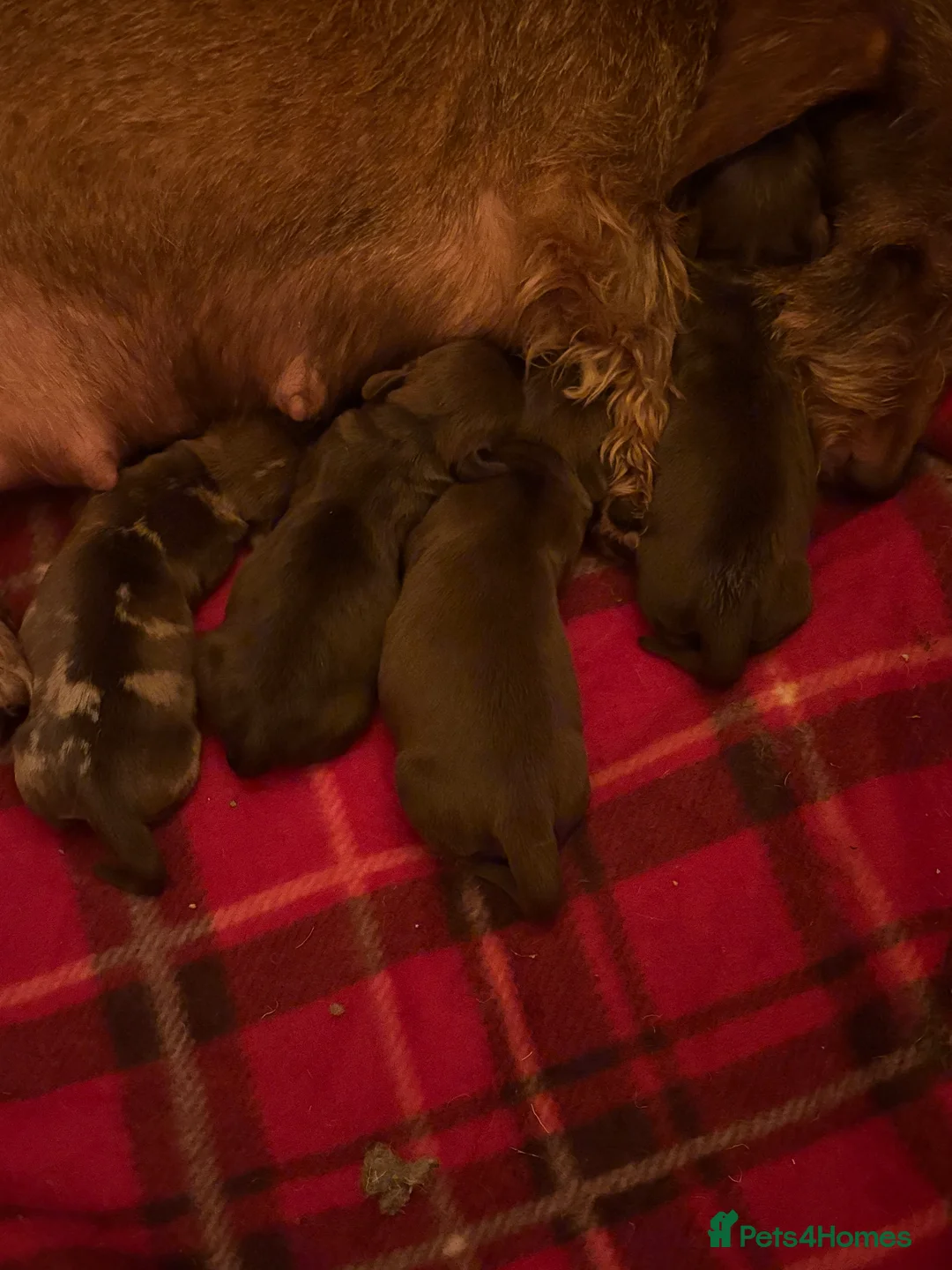 Dachshund dogs for sale: 1 available Kc miniature wire hair dachshunds  - Advert 4