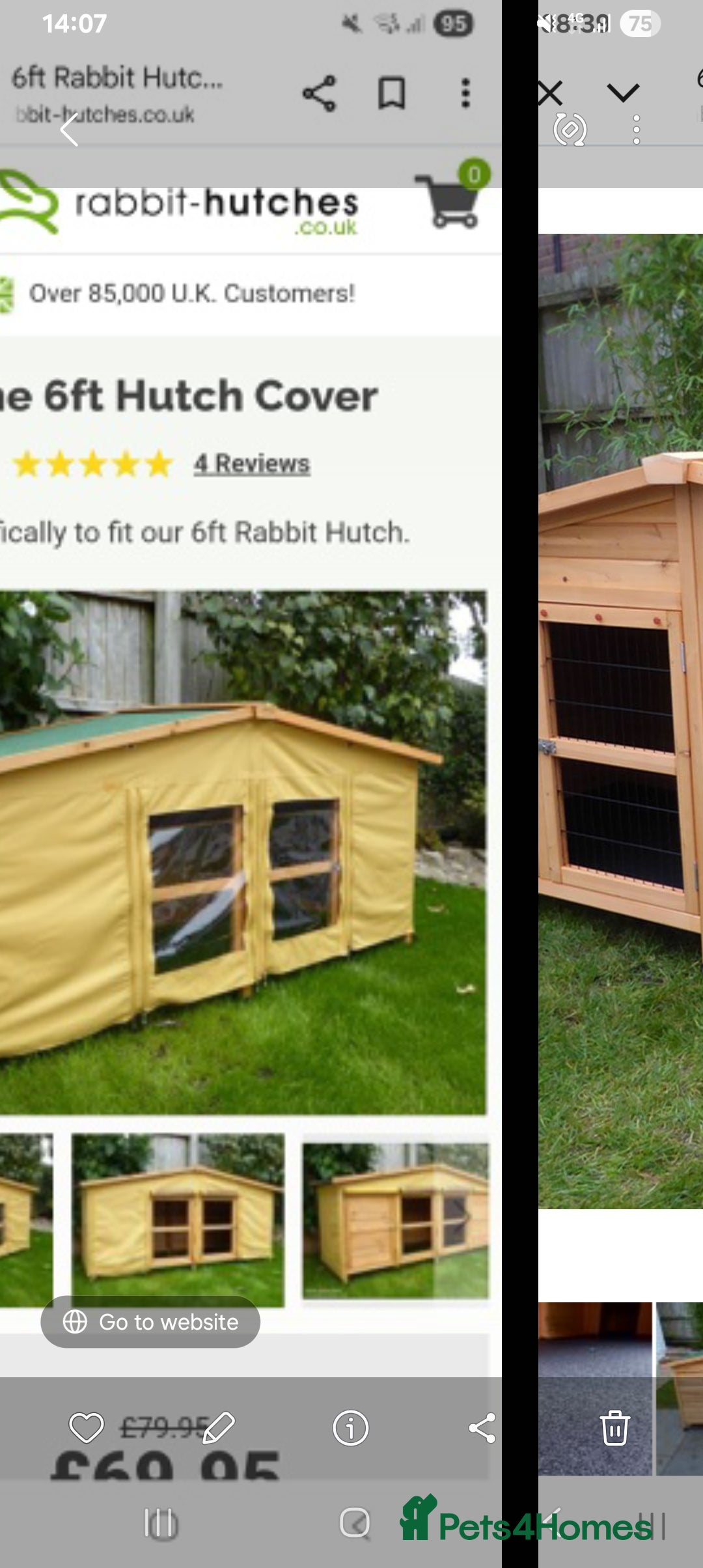 English Lop rabbits for sale: English lop rabbit - Advert 4