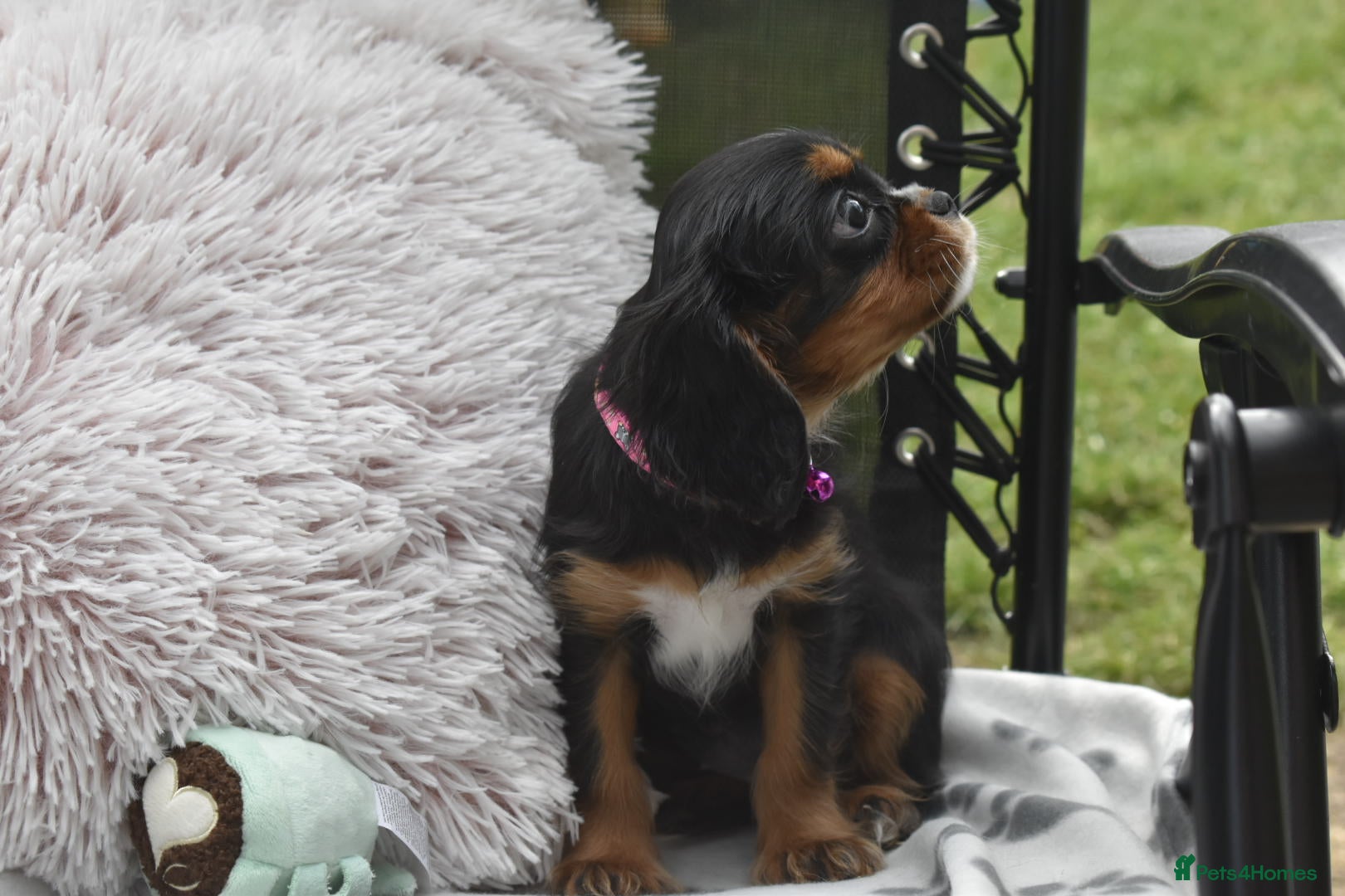 Cavalier King Charles Spaniel dogs Fully Health Tested KC Cavalier King Charles S - Advert 8