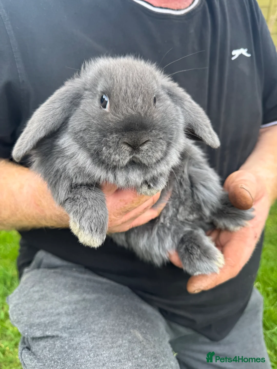 Mini Lop rabbits for sale: Miniature Lops  - Advert 2