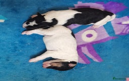 Fox Terrier dogs for sale: Gorgeous Wire Fox Terrier Pups Available. - Image 2
