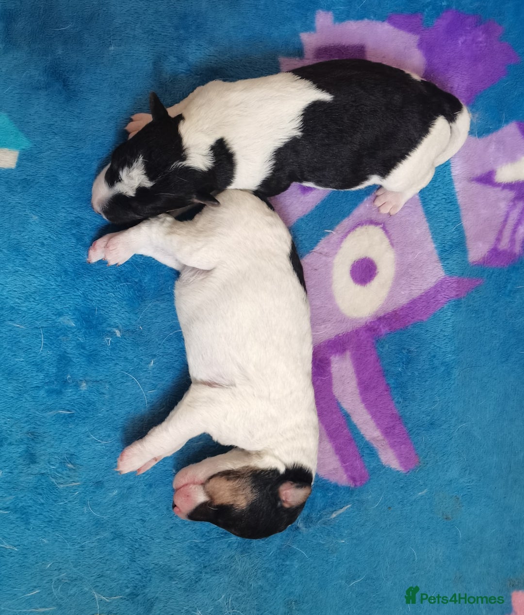 Fox Terrier dogs for sale: Gorgeous Wire Fox Terrier Pups Available. - Image 2