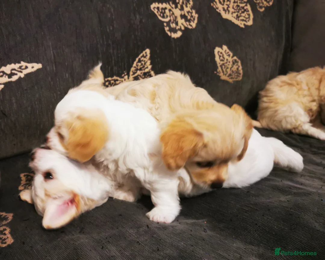 Mixed Breed dogs for sale: Bichon Frisee/Maltese.  - Advert 2