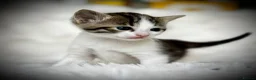 Mixed Breed cats for sale: 🐾 Beautiful Baby Kittens - Ragdoll x Bengal 🐾 - Advert 9