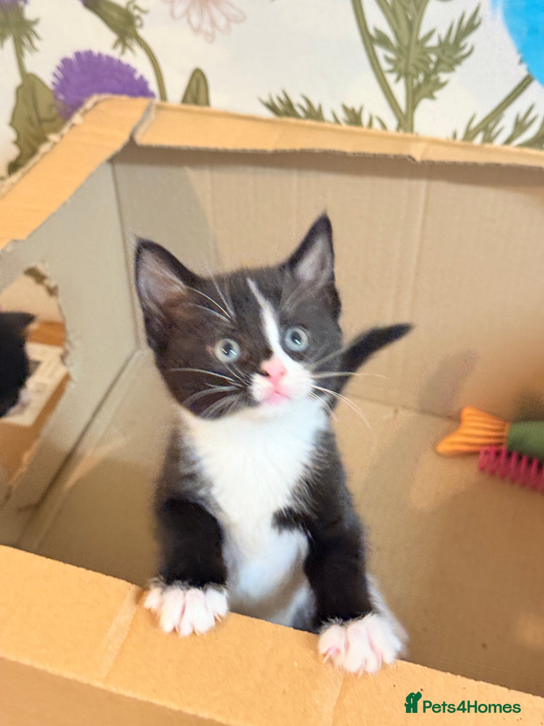 Mixed Breed cats for sale: 4 Beautiful TUXEDO Kittens Available <3 - Advert 20