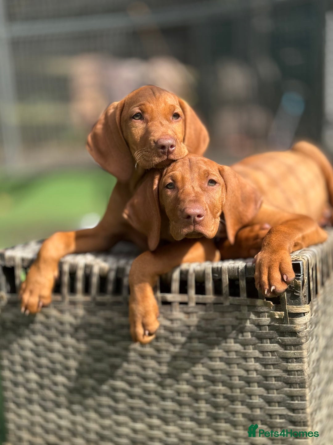 Hungarian Vizsla dogs for sale: Vizslas Devon KC Puppies - Image 1