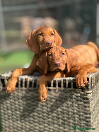Hungarian Vizsla dogs - Advert 1