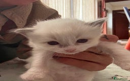 Ragdoll cats for sale: Beautiful girl Ragdoll  - Image 2