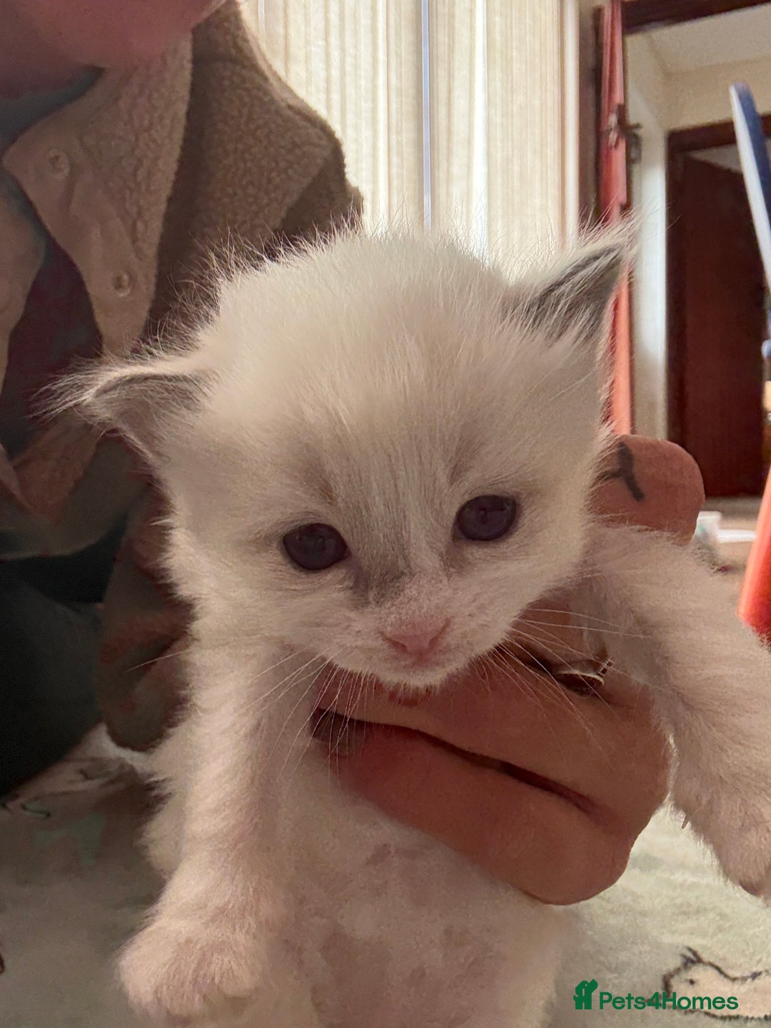 Ragdoll cats for sale: Beautiful girl Ragdoll  - Image 2