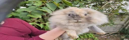 Mixed Breed rabbits for sale: Two lovely rabbits (mini lop / lionhead)  in Totnes - Advert 3