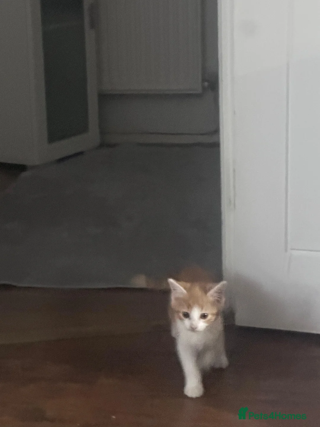 Mixed Breed cats for sale: Ginger and white kittens in Gloucester - Advert 2