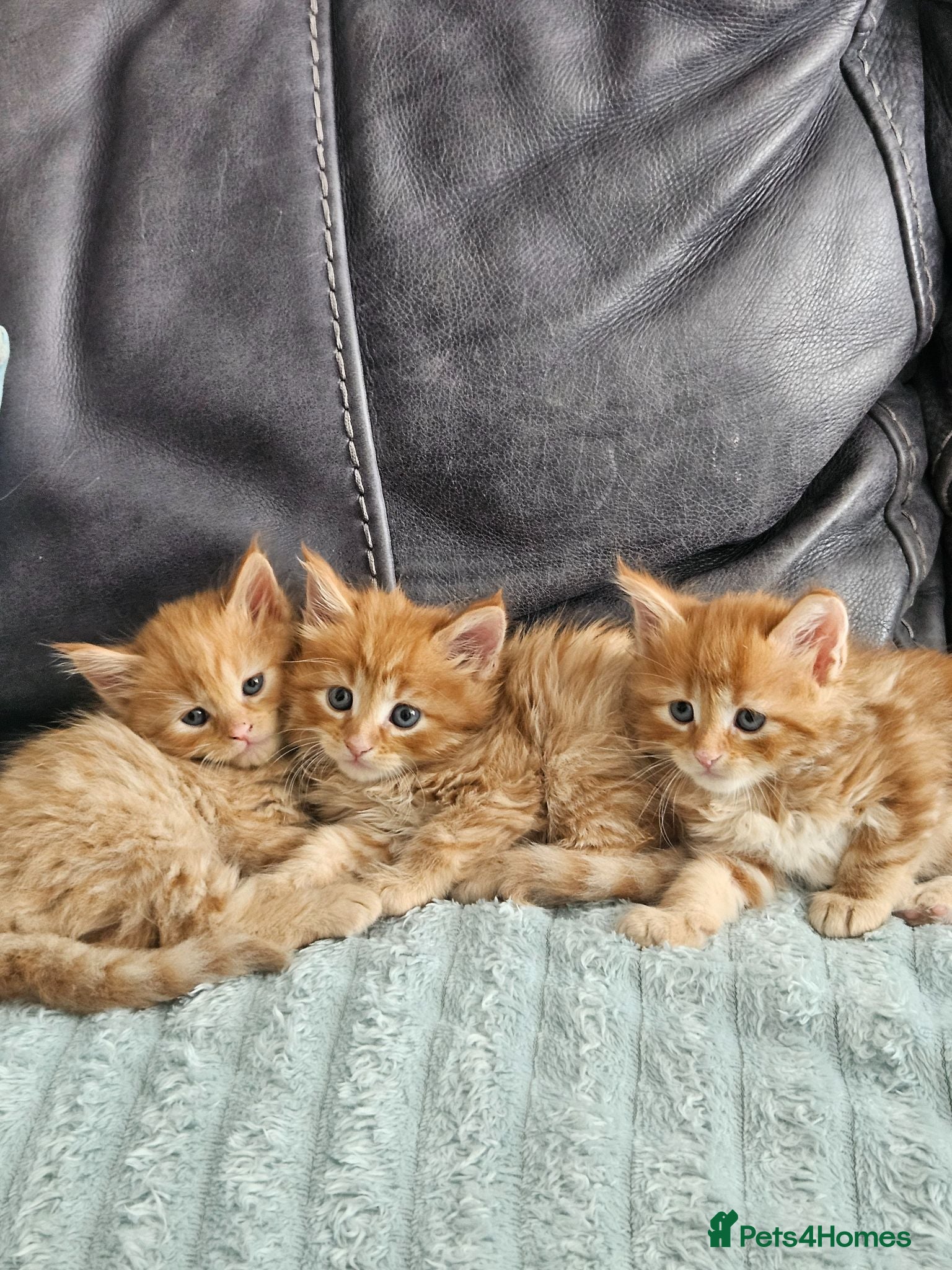 Mixed Breed cats Mixed Maine Coon kittens - Advert 9