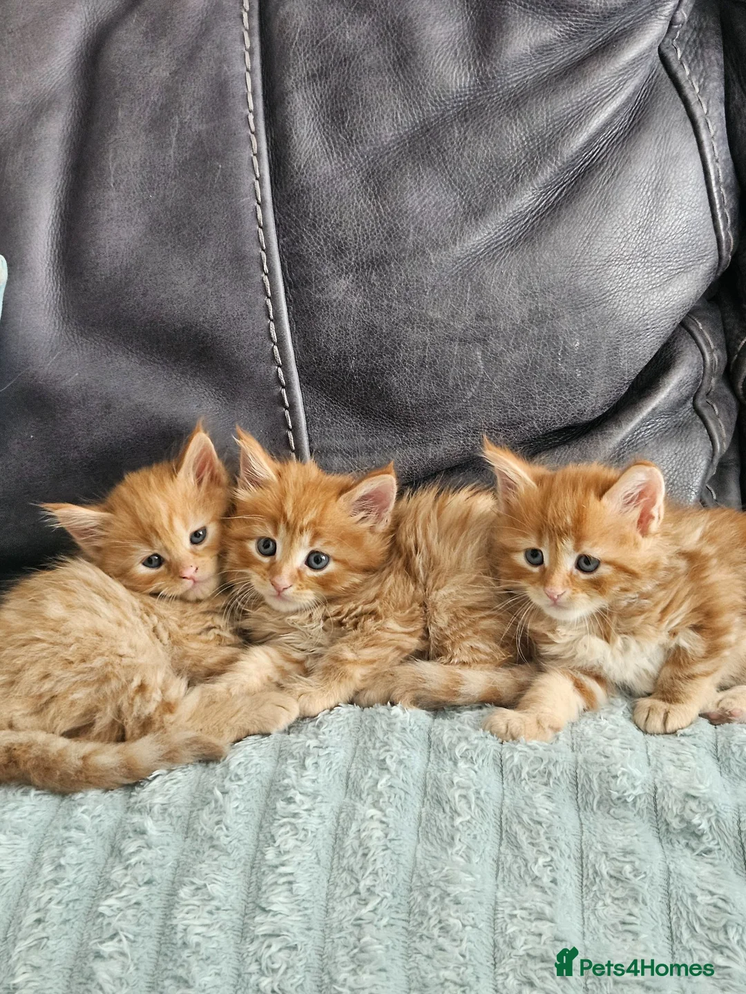 Mixed Breed cats for sale: Mixed Maine Coon kittens - Advert 1