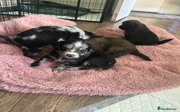 Mixed Breed dogs for sale: American cocker spaniel x Pomeranian  - Image 28