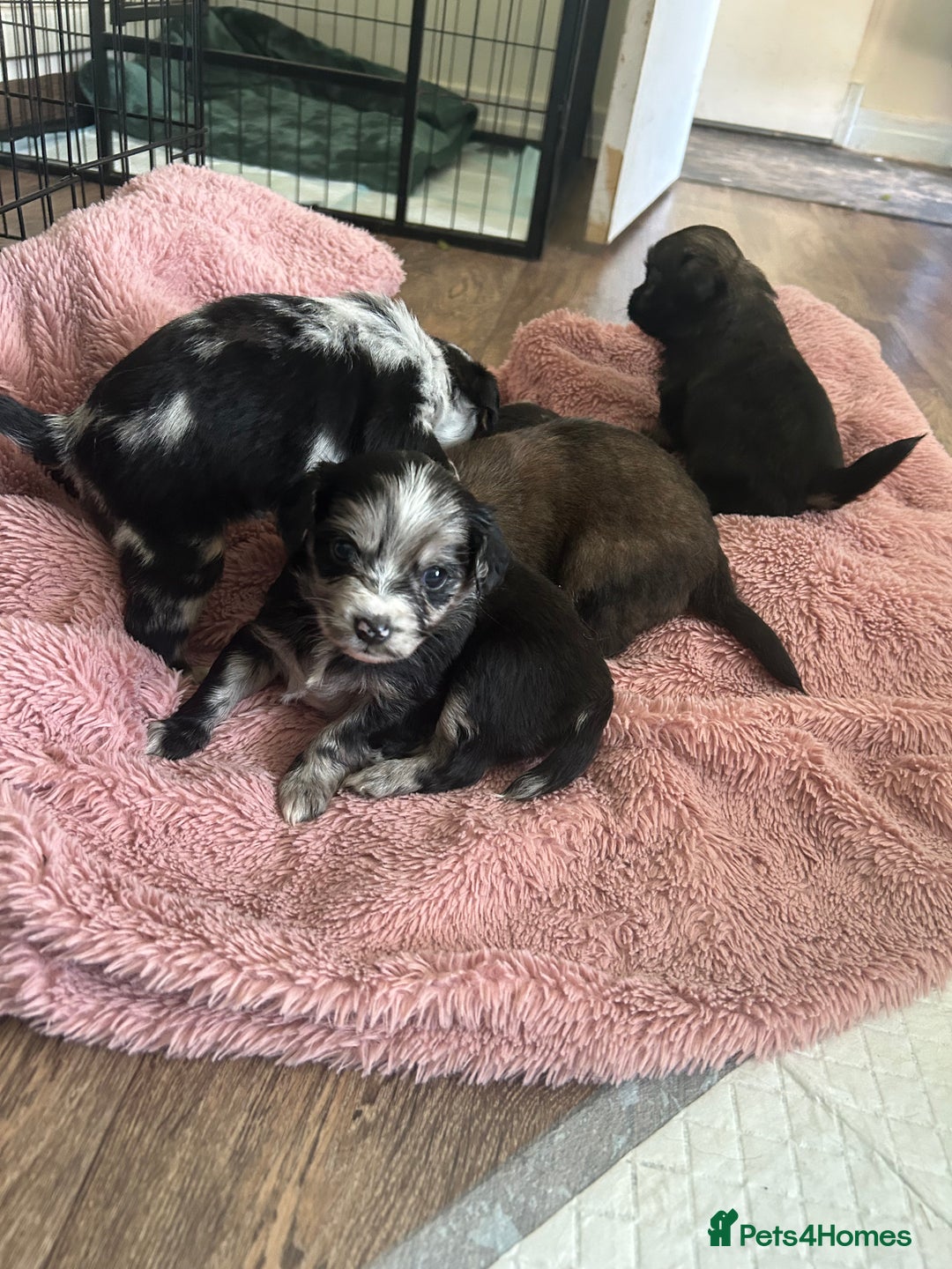 Mixed Breed dogs for sale: American cocker spaniel x Pomeranian  - Image 28
