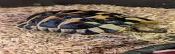 Tortoise reptiles for sale: 2x Herman's Tortoises for sale  - Advert 7