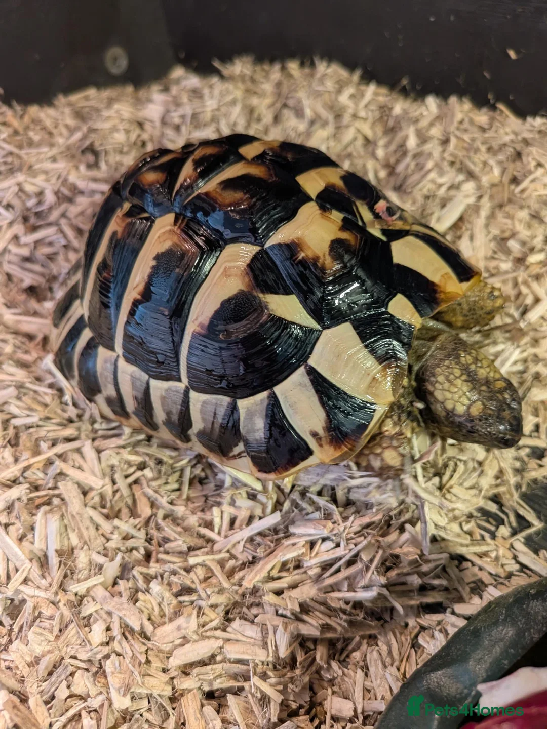 Tortoise reptiles for sale: 2x Herman's Tortoises for sale  - Advert 7