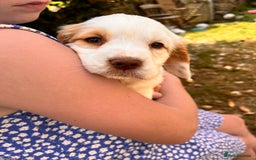 Clumber Spaniel dogs for sale: 3/4 clumber 1/4 cocker spaniel pups - Image 16
