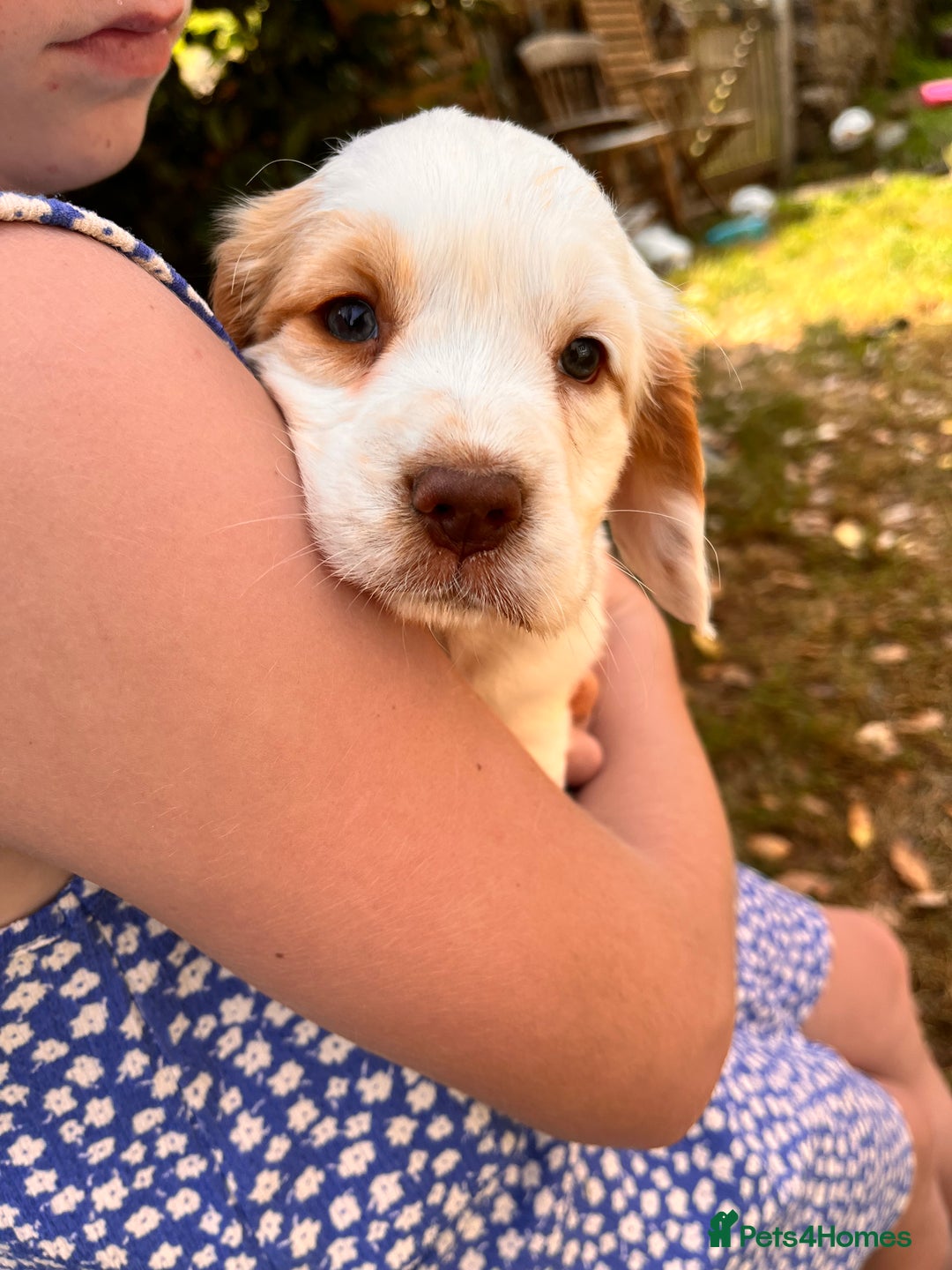 Clumber Spaniel dogs for sale: 3/4 clumber 1/4 cocker spaniel pups - Image 16