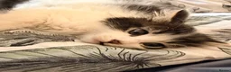 Mixed Breed cats for sale: Beautiful fluffy kittens  - Advert 9