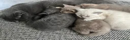 British Shorthair cats for sale: 🐾 GCCF Registered British Shorthair Kittens  - Advert 16