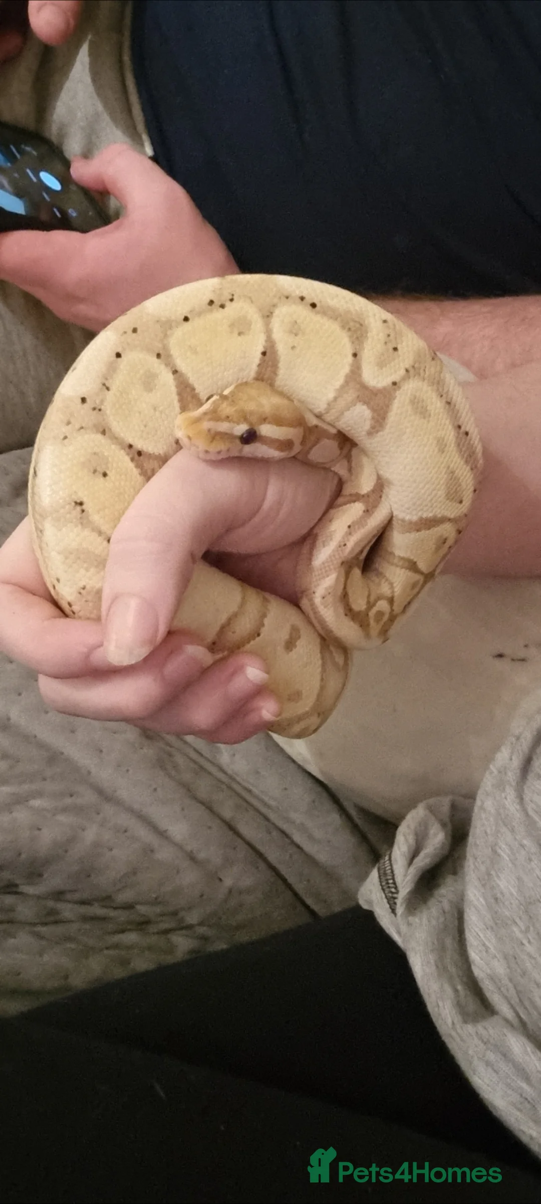 Python Snake reptiles for sale: Coral Glow female 5yr - Advert 3