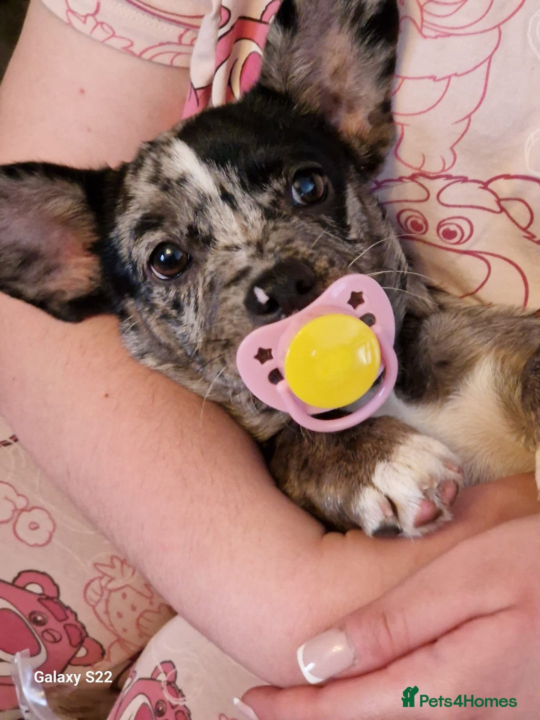 Mixed Breed dogs for sale: Frenchie cross breed female - Advert 2