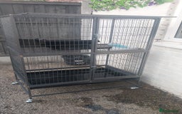 Rat rodents for sale: 100 for male and cage 150 for the 4 girls and cage - Image 6