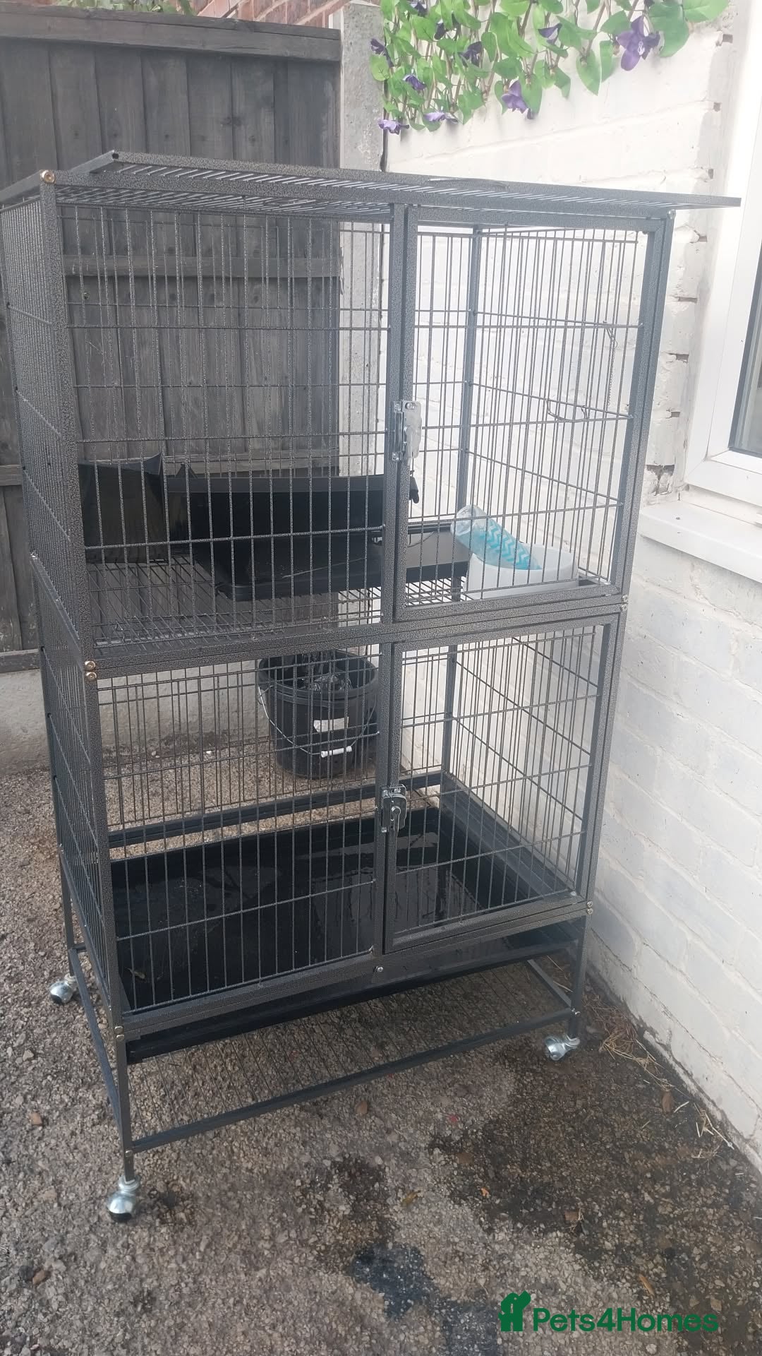 Rat rodents for sale: 100 for male and cage 150 for the 4 girls and cage - Image 6
