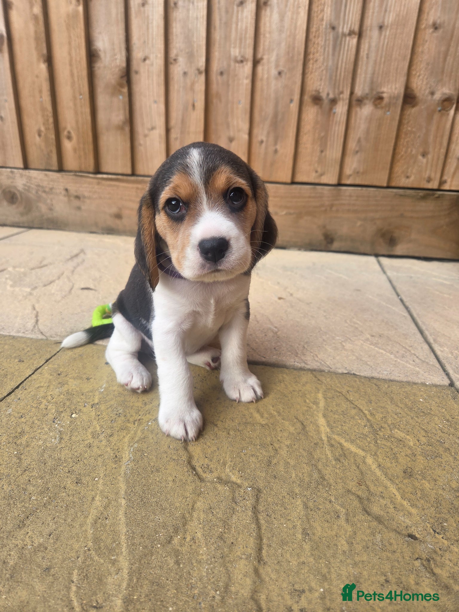 Beagle dogs Kc registered beagle puppies 🐶  - Advert 2
