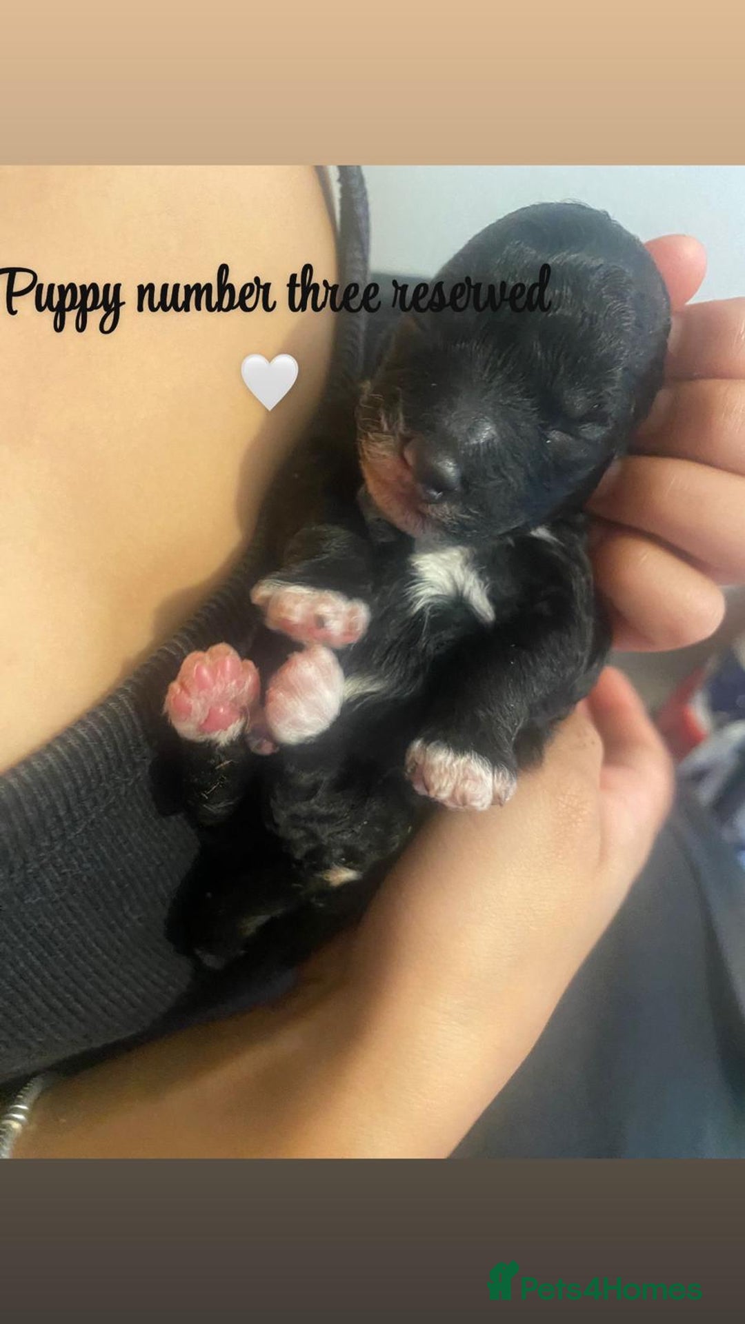 Maltipoo dogs for sale: 🐾Very Rare Jet Black Maltipoo Girl Left 🐾 - Image 10