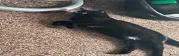 Mixed Breed cats for sale: 2 x female cats to be homed together  - Advert 7