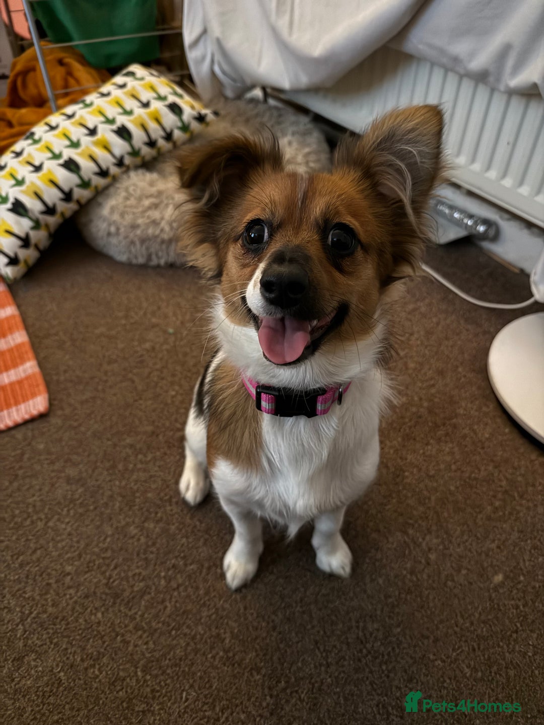 Mixed Breed dogs for sale: Pip - gorgeous 15 month old Pom Jack - Advert 5
