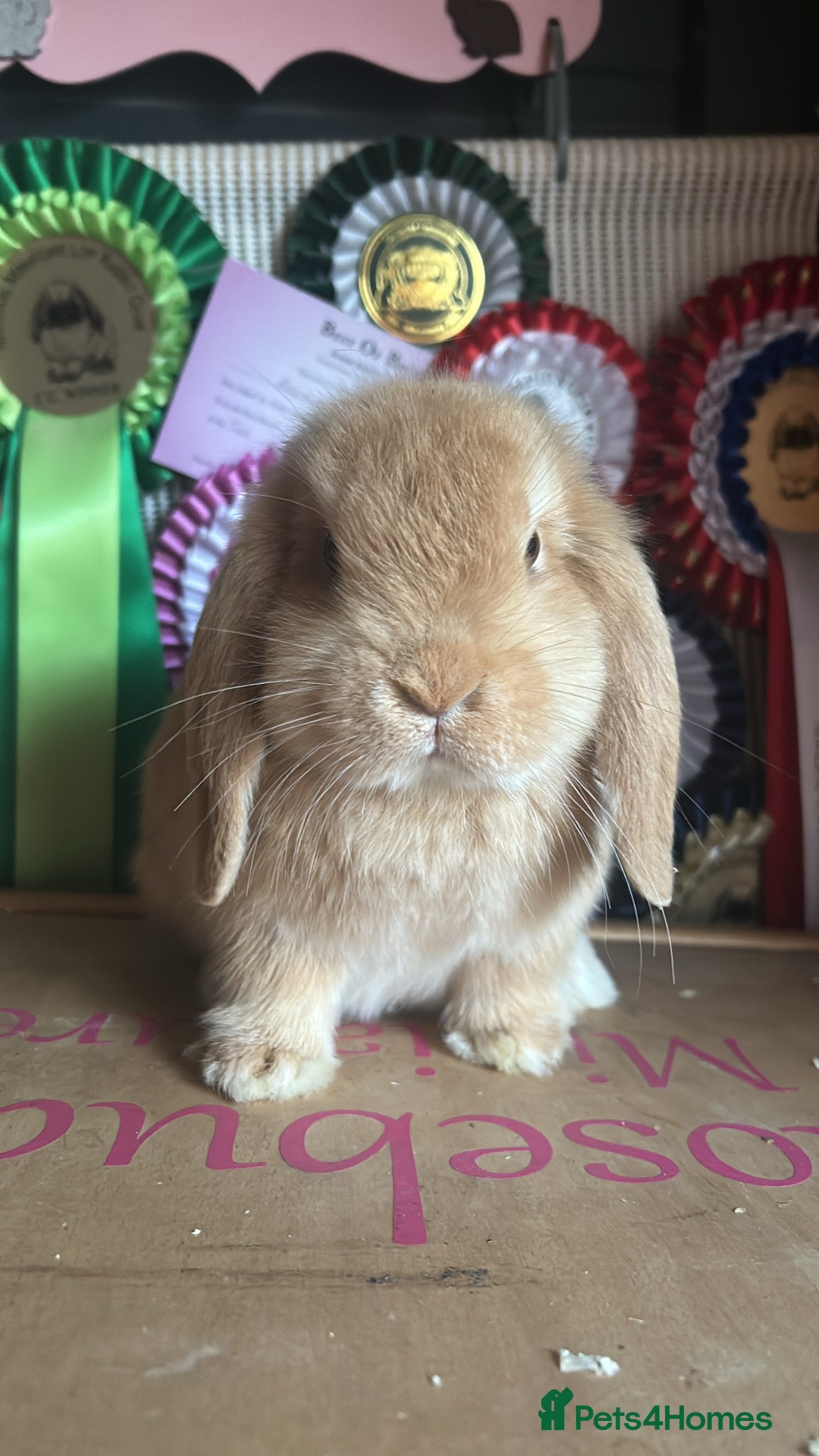 Mini Lop rabbits Vaccinated baby mini lop doe & lion lop buck - Advert 2